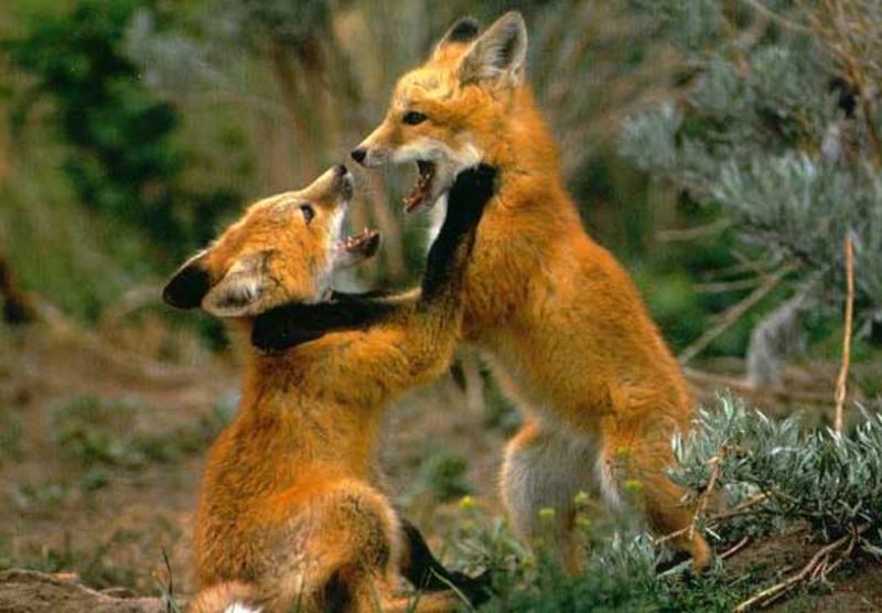 The annual estrous period of female red foxes last from 1 to 6 days. 